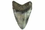 Juvenile Megalodon Tooth - Georgia #111599-1